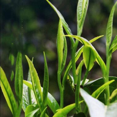 2009 Spring Yunnan Shu Puer Tea Cake [Cang Shan]