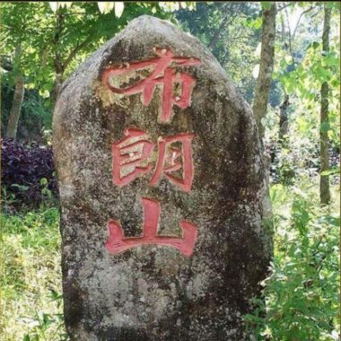 2019 Yunnan Sheng Puer Tea Cake [Bulang Shan]