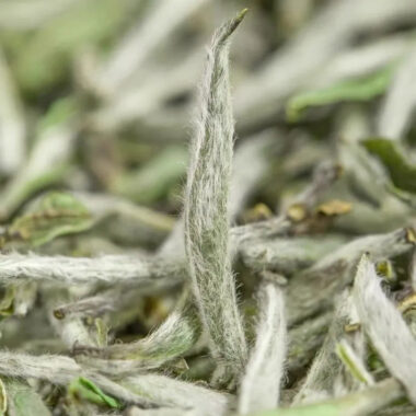 2025 Spring Fuding [Wild Baihaoyinzhen] Premium White Loose Tea