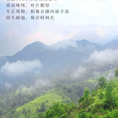 Wuyi Yan Cha Premium [Qilan] Strong Flora Aroma Oolong Tea 260/520g