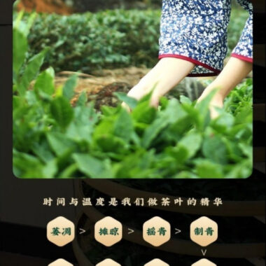 Premium Yunnan [Mandarin Puer] Dark Tea (Mini Tea Cake) Canned Gift Set 250/500g