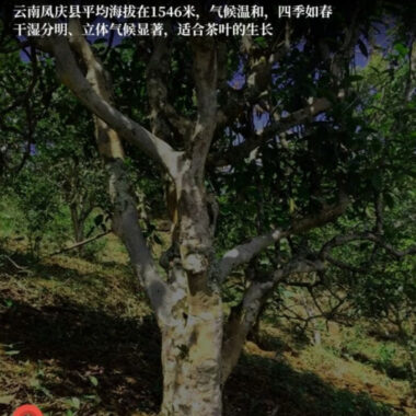 Premium Yunnan Fengqing [Dianhong] Golden Bud Black Tea Canned Gift Set 250/500g