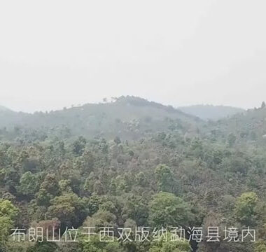 2019 Yunnan Sheng Puer Tea Cake [Bulang Shan]