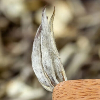 Guangxi [Jasmine Tea] Strong Flora Aroma Green Tea Gift Set 500g