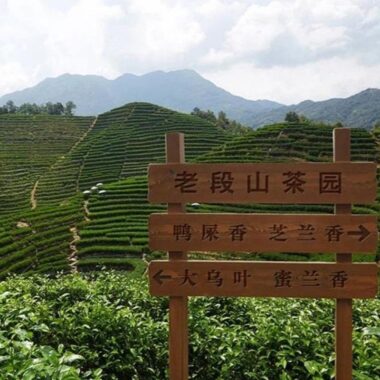 Lao Duan Shan Phoenix Dancong [Yashixiang] Oolong Tea