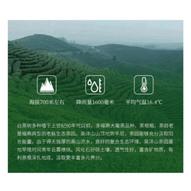2012 Fuding White Tea Cake [Gong Mei]